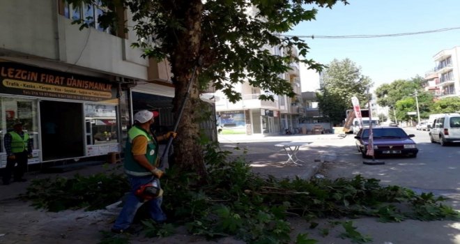 Şehir Merkezindeki Ağaçlarda Bakım Yapıldı