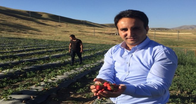 Çaldıranda Doğal Çilek Yetiştiriciliği