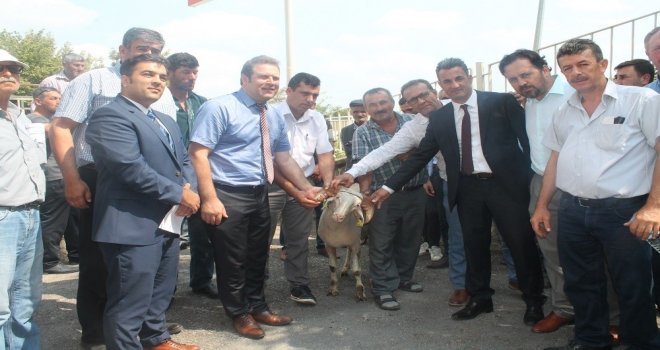 Kıvırcık Irkı Damızlık Koçların Dağıtım Töreni Yapıldı