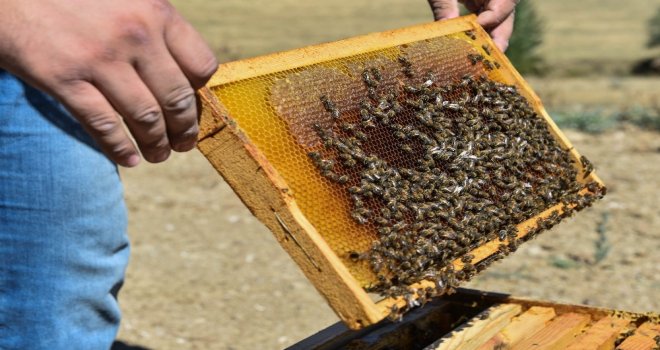 Başkentte “Ballı” Hasat
