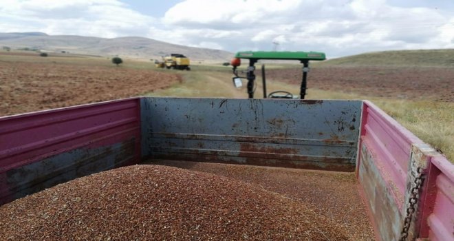 Gümüşhanede Karabuğday Hasadı Başladı