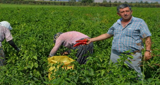 Yenişehir Çiftçisinin Yüzü Gülüyor