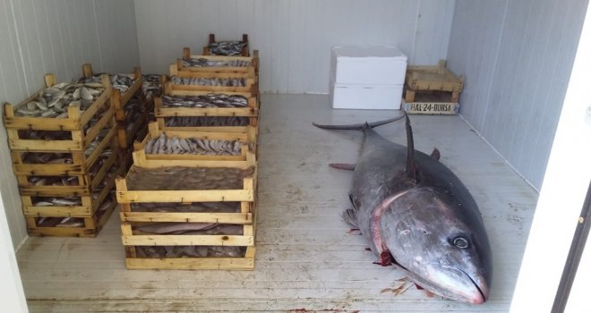 Uygunsuz Avlanmaya Geçit Yok