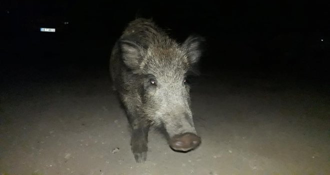 Aç Kalan Domuz Sürüsünü Elleriyle Besledi