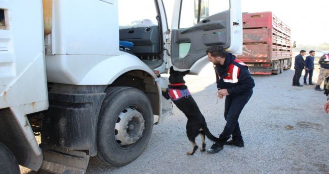 Bingölde 74 Yabancı Uyruklu Yakalandı, 60 Kişiye 170 Bin Lira Ceza Kesildi