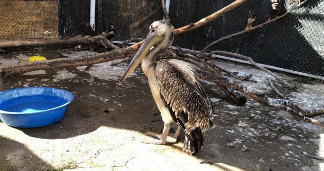 Yaralı Pelikan Tedavi Altına Alındı