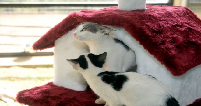 Can Dostları Osmangazide Sahiplerini Bekliyor