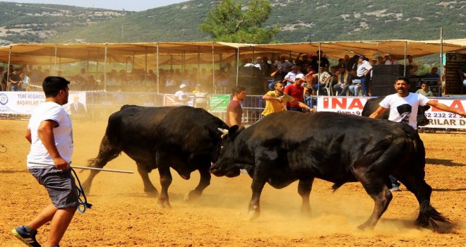 Boğalar Yerkesikin Güvenliği İçin Güreşti