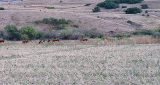 Mahsur Kalan Hayvanlar Kurtarıldı