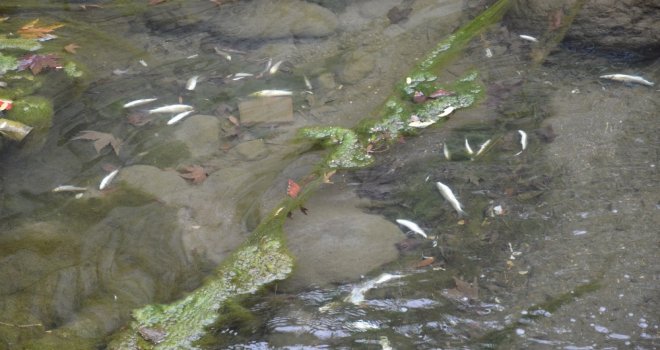 Niksarda Balık Ölümleri Vatandaşları Korkuttu