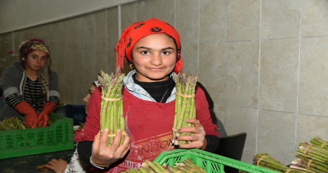 Kuşkonmaz Üretimi İçin Protokol İmzalandı