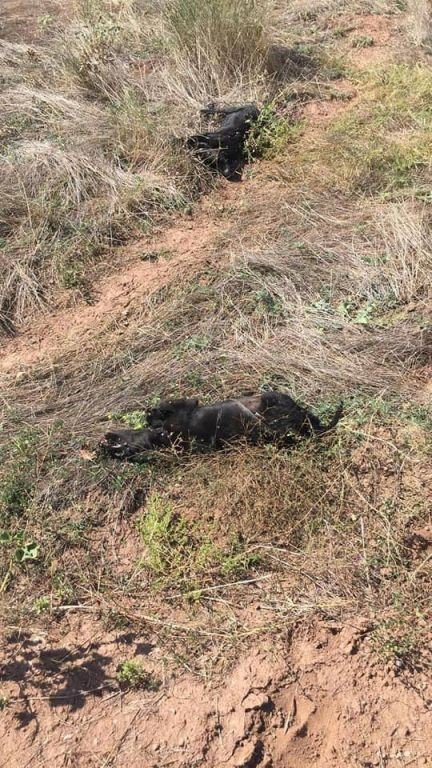 Boluda Yavru Köpekleri Tüfekle Vurdular