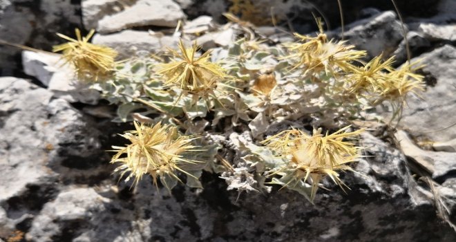 Akdenize Özgü Yerel Bir Endemik Bitki Türü Keşfedildi