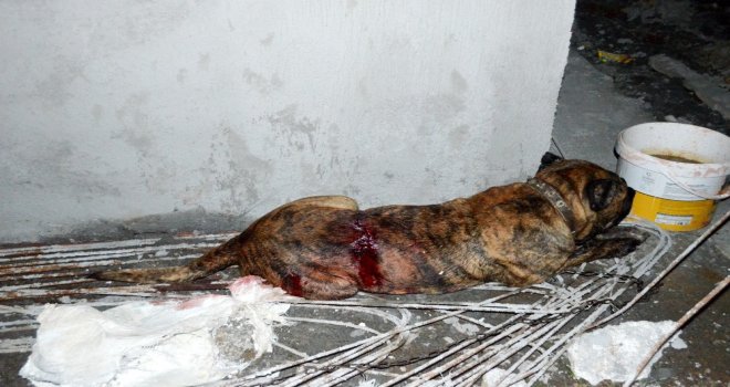 Kadını Ve Köpeğini Kurtarmak İsteyen Mahalleli Saldırgan Köpeği Bıçakladı