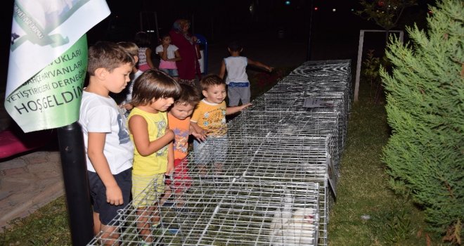 Sultan Tavukları Çocukları Cezp Etti
