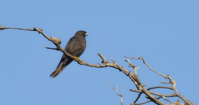 (Özel Haber) Karacabey Longozunda 270.tür Böyle Kaydedildi