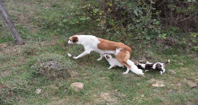 Yavru Köpeklere Belediye Sahip Çıktı