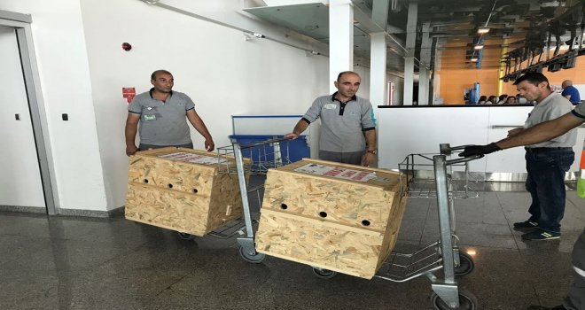 Tedavileri Tamamlanan Yavru Ayılar Uçakla Bursaya Gönderildi