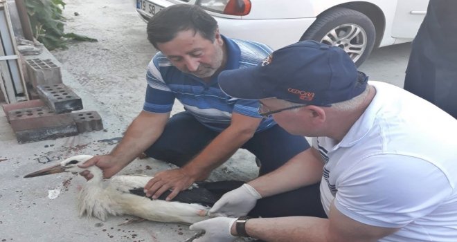 Yaralı Leylekleri İtfaiye Kurtardı