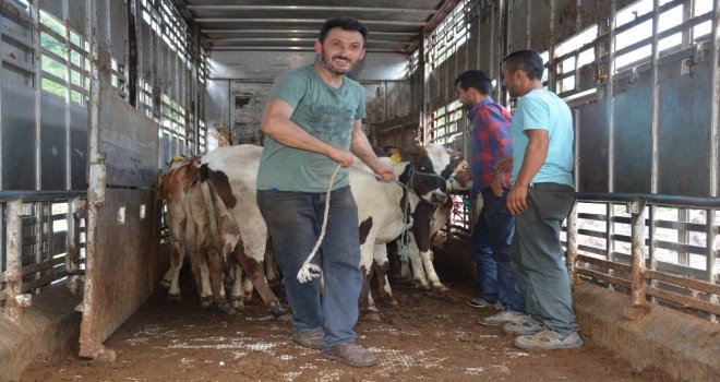 Genç Çiftçiler, Büyükbaş Hayvanlarına Kavuşuyor