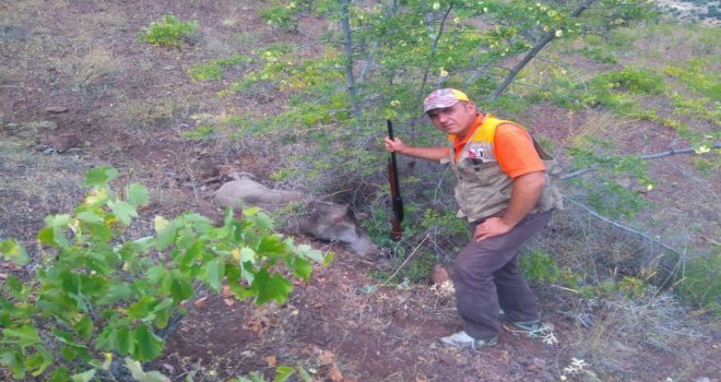 Karamanda Yaban Domuzu Sürek Avı Düzenlendi