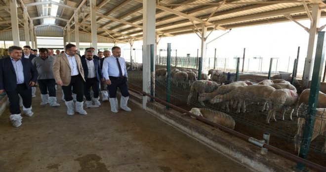 Büyükşehirden Üreticiye Merinos Desteği