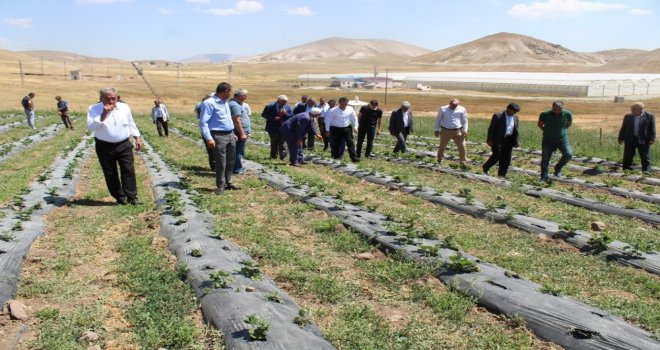 Türkiyenin En Soğuk İlçesinde Çilek Yetişti