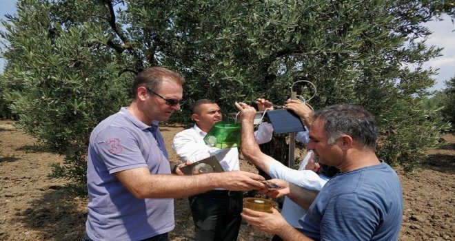 Zeytin Sineğine Yakın Takip