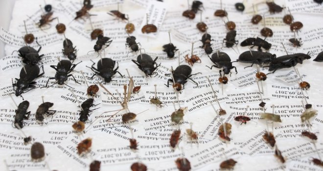 10 Yılda 100 Bin Böcek Toplayarak Böcek Müzesi Yaptılar