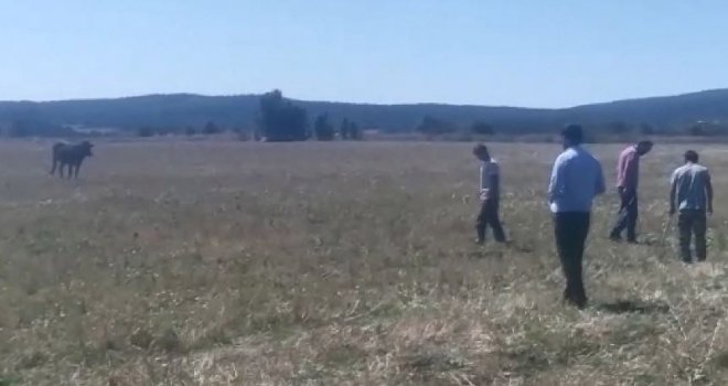 Kurbanlık Hayvan Kaçtı, Sahipleri Kovaladı