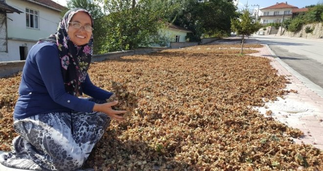 Fındık Serildi Sıra Fiyatında