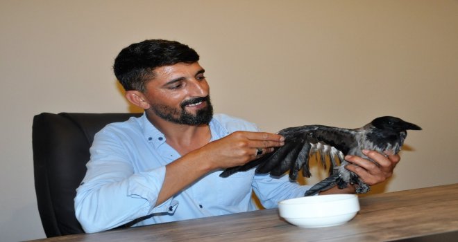 Yaralı Kargayı İyileşene Kadar Evinde Misafir Edecek