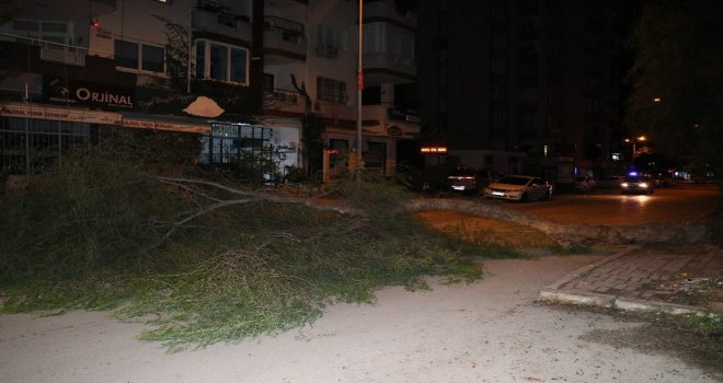 Şiddetli Rüzgar Ağaçları Devirirken Elektrik Tellerini Kopardı