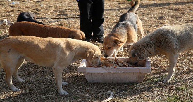 Buca Belediyesinin Hayvanlara Duyarlılığı Yönetmeliğe Yansıdı