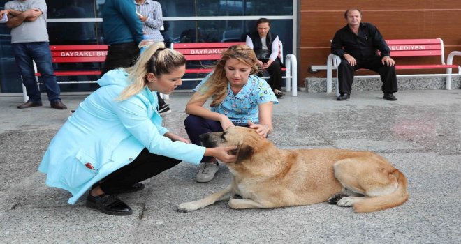 Bayraklıda Sokak Hayvanları Sağlık Kontrolünden Geçirildi