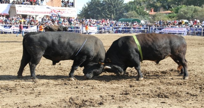 20 Aylık Bebek 185 Bine Güreş Ağası Oldu