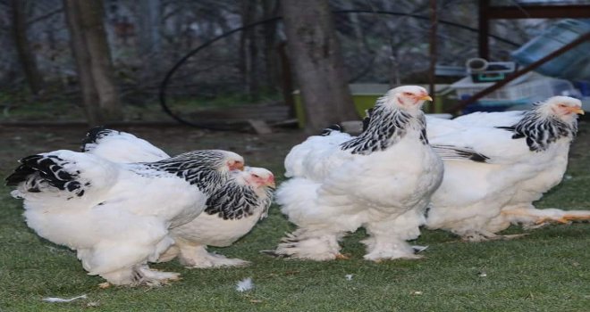Brahma Süs Tavuğu Üreticileri Kulüp Kurdu