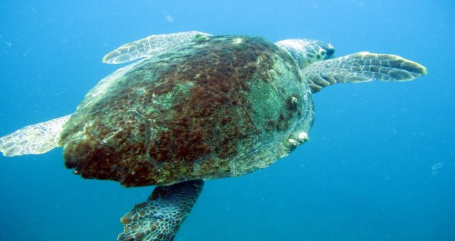 Caretta Caretta Yavruları İçin Şezlong Ve Şemsiye Uyarısı