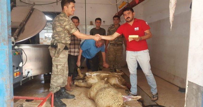 Çöl Tilkileri, Kızılaya Adak Kurban Bağışında Bulundu