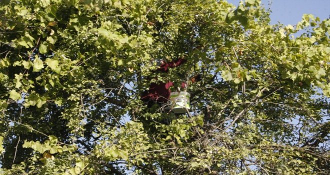 (Özel) Beytüşşebapta Erik Hasadı Başladı