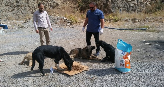 Hakkaride ‘4 Ekim Hayvanları Korumu Günü Etkinlikleri