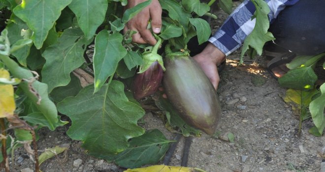 100 Yıllık Tohumdan Üretilen Patlıcana Büyük İlgi