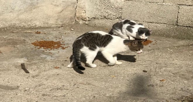 Boluda, Sokak Hayvanları Muayene Edildi