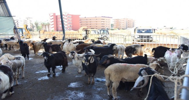 Alanya Belediyesi 5 Noktada Kurban Kesim Hizmeti Verecek