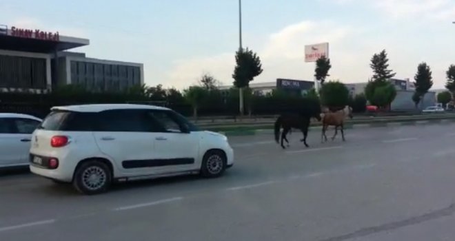 Bursada Başı Boş Atlar Trafiği Tehlikeye Soktu