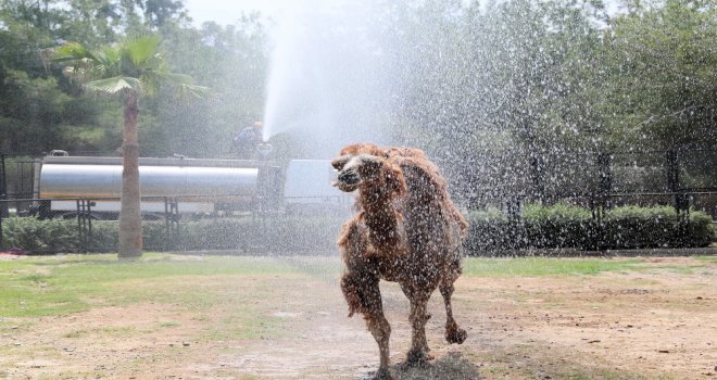 Hayvan Parkındaki Hayvanlara Sıcak Ayarı