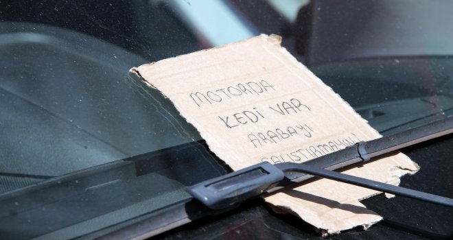 Kediyi Vatandaşların Dikkati Kurtardı