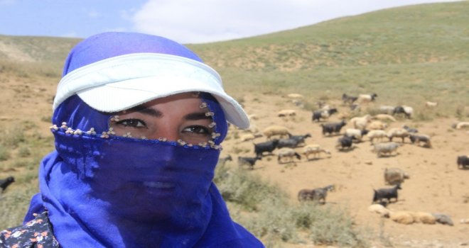 Hakkarili Berivanların  Zorlu Mesaisi