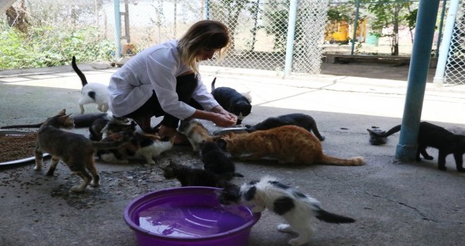 Veterinerden Hayvanlar İçin ‘Su Uyarısı