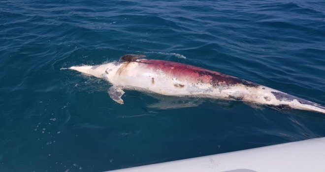 2 Metre Boyunda, 350 Kiloluk Yunus Balığını Ateş Edip Öldürdüler